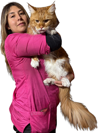 Gabriela Ocares atendiendo gatito Maine Coon
